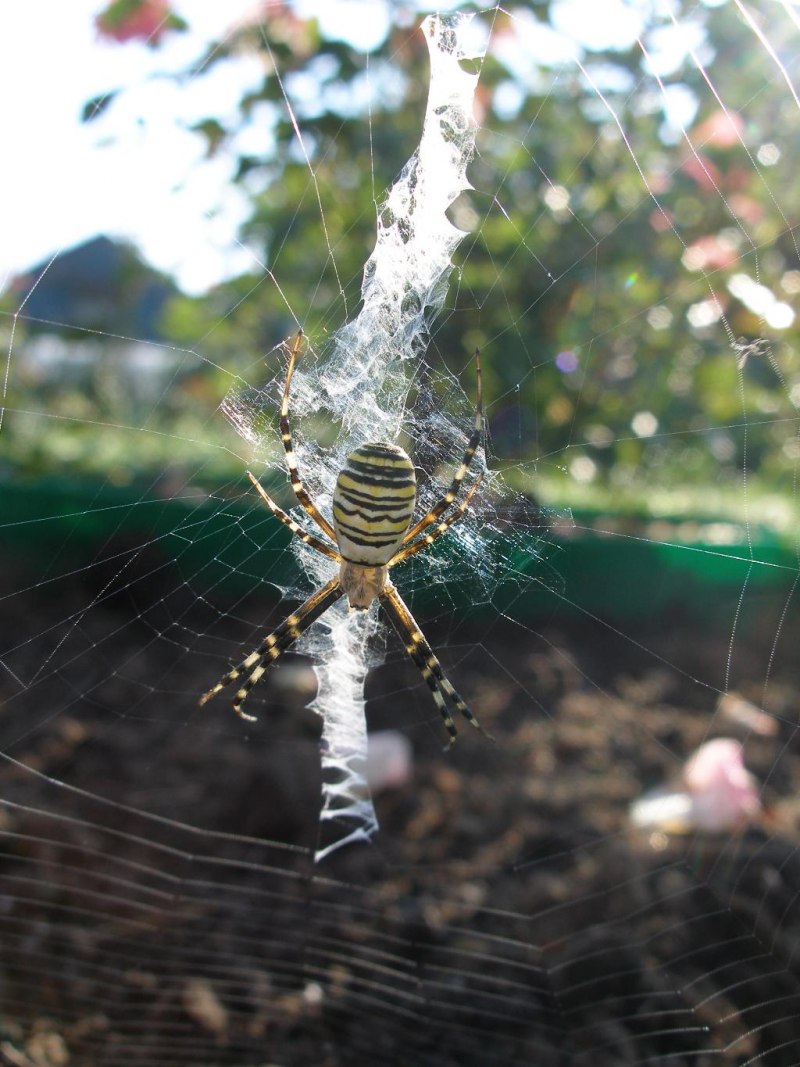Паук скакун анатомия