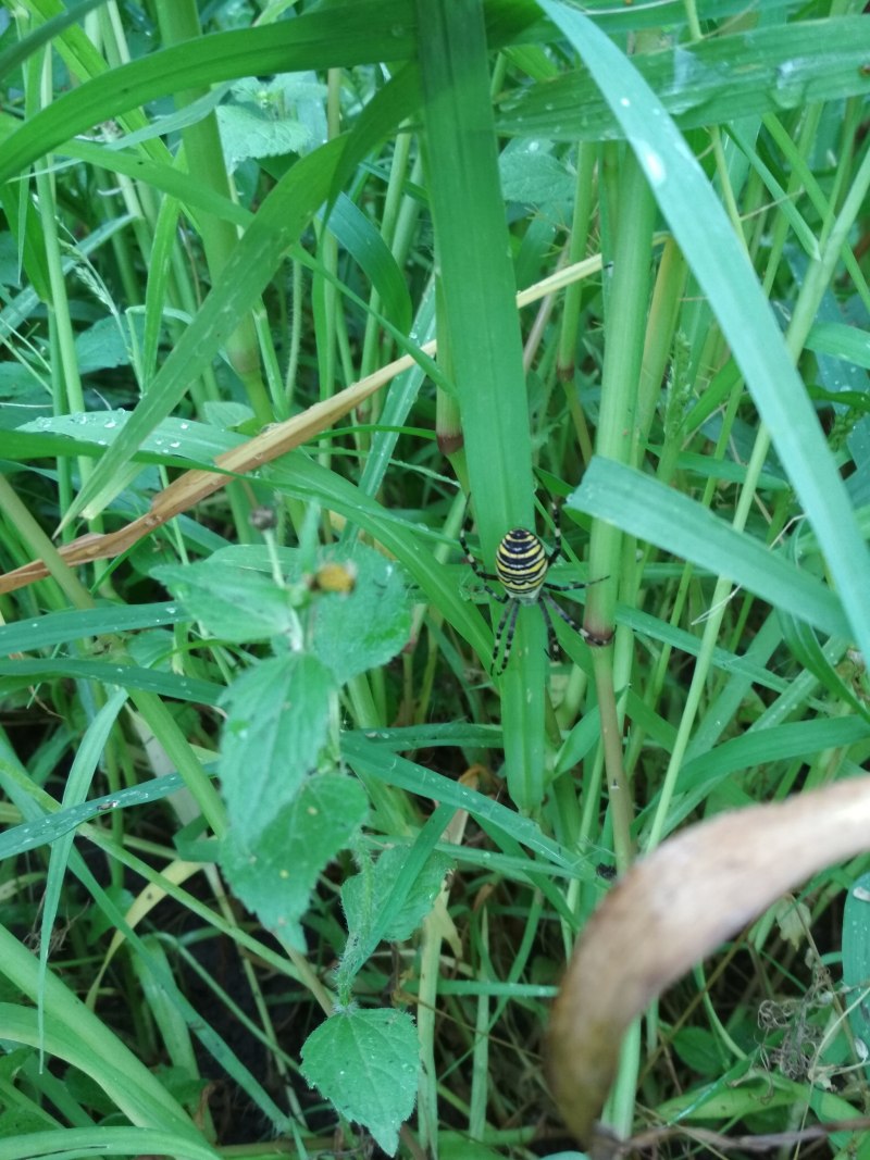 Пауки мешкопряды паутина