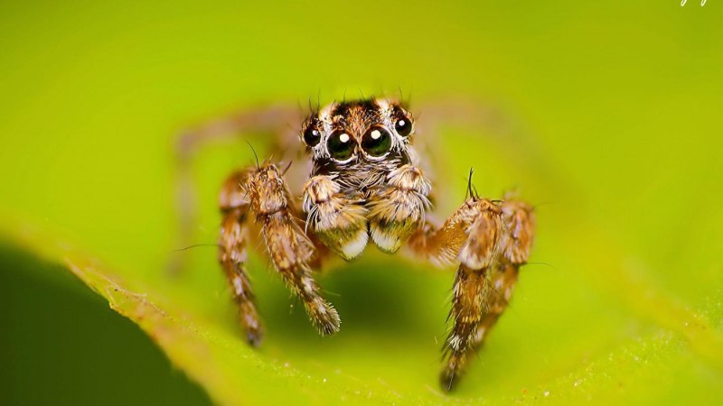 Нефила золотопряд