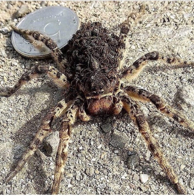 Тарантул челистоногий