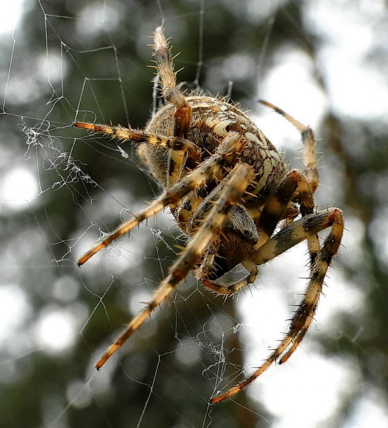 Гигантский паук крестовик