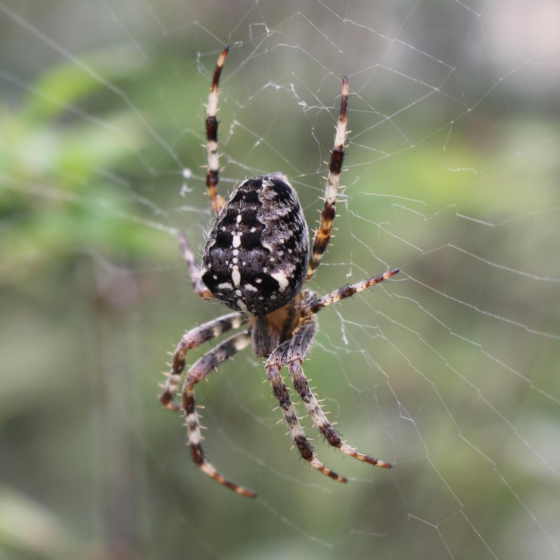 Паук сенокосец в доме
