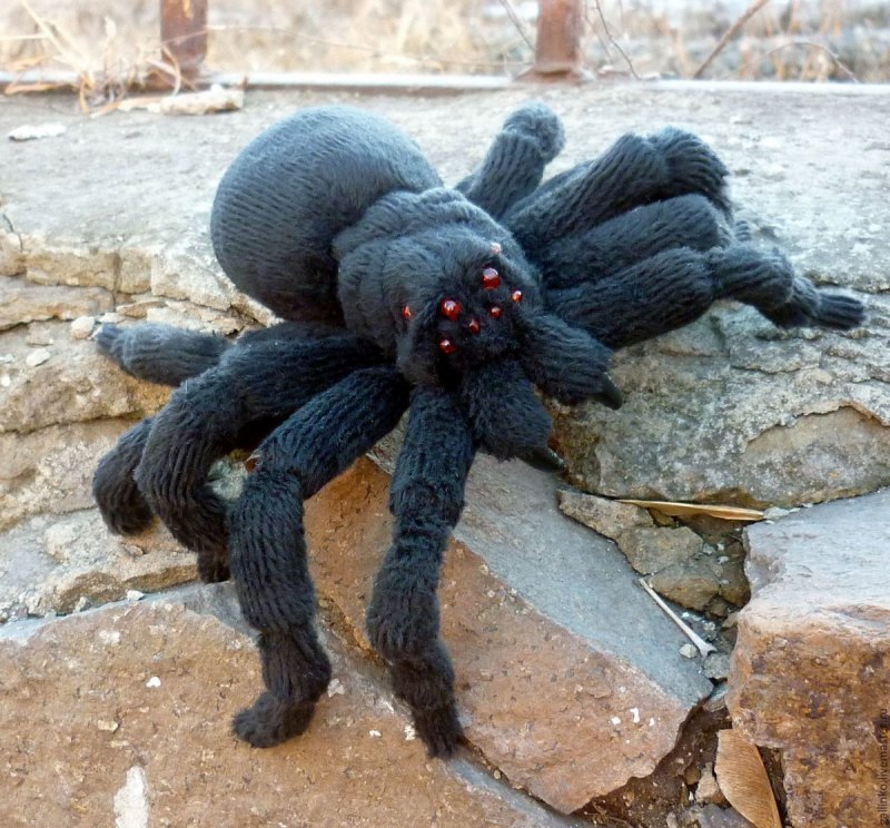 Паук крестовик Каракурт