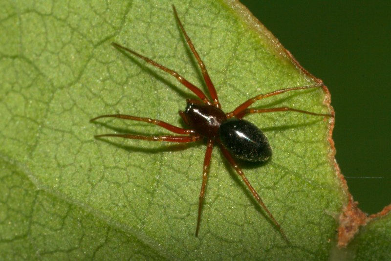 Паук крестовик Каракурт