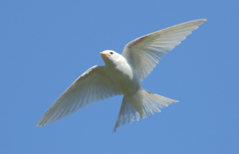 Стриж альбинос птица