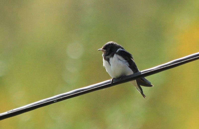 Настоящие ласточки