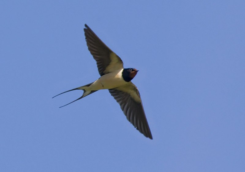 Деревенская Ласточка в полете