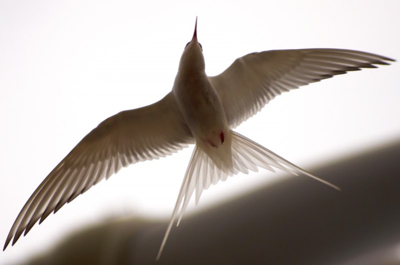 Птица с широкими крыльями