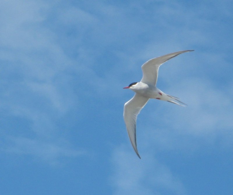 Белый Стриж