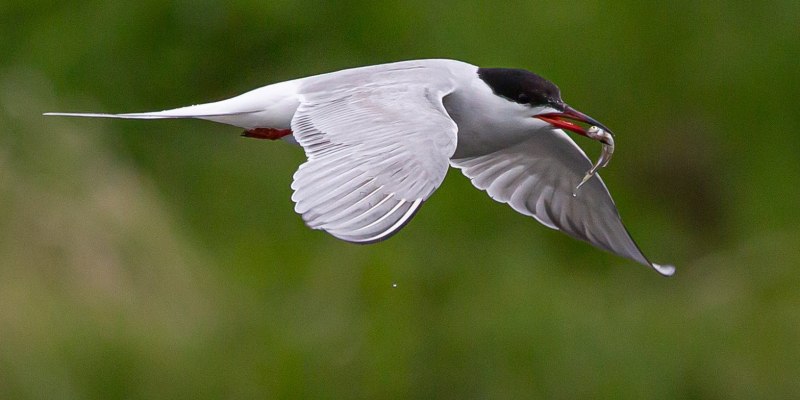 Стриж и Чайка