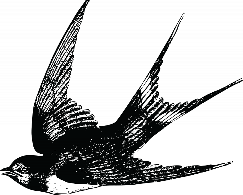 Ласточка Графика