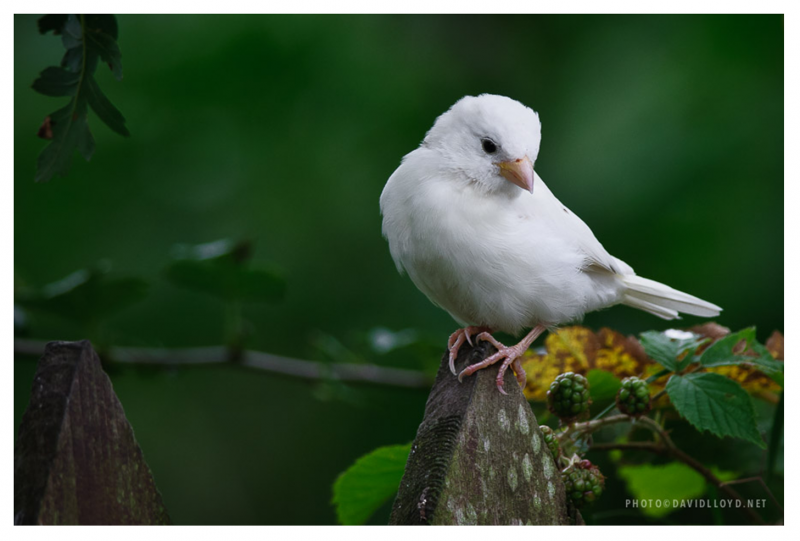 Переплётные птицы Ласточка