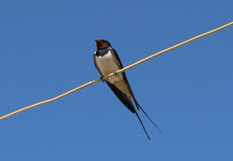 Деревенская Ласточка (Ласточка-Касатка)