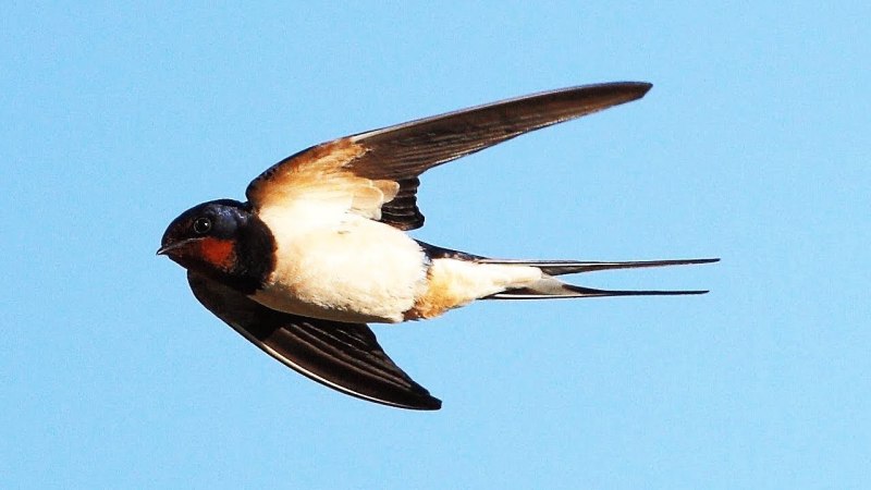 Новогвинейская Ласточка