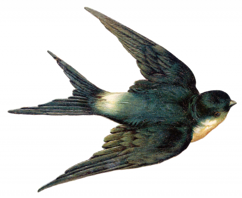 Птица в полете