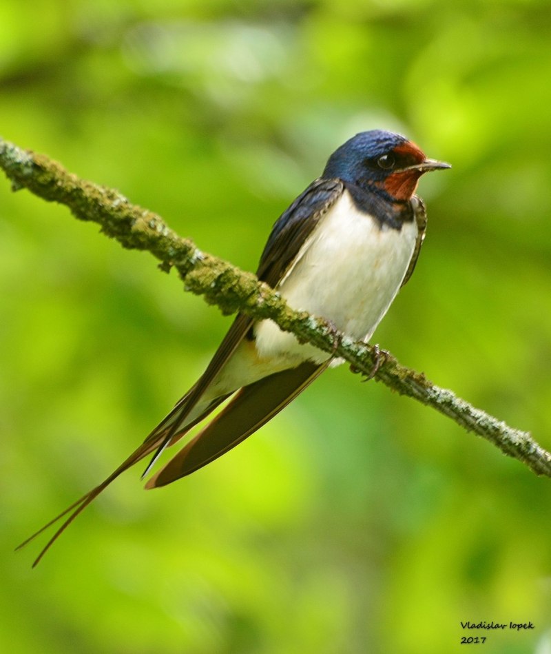 Силуэт ласточки в полете