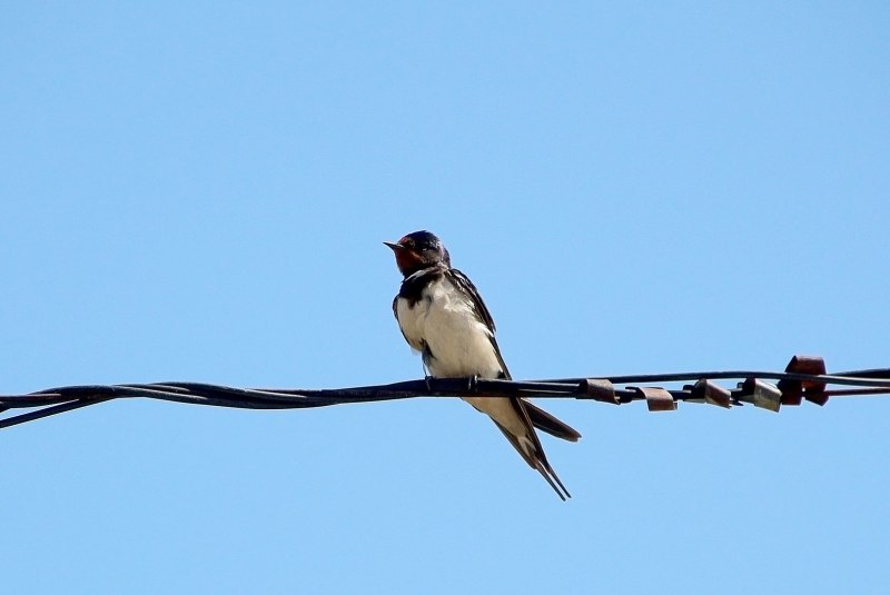 Черноголовские ласточки