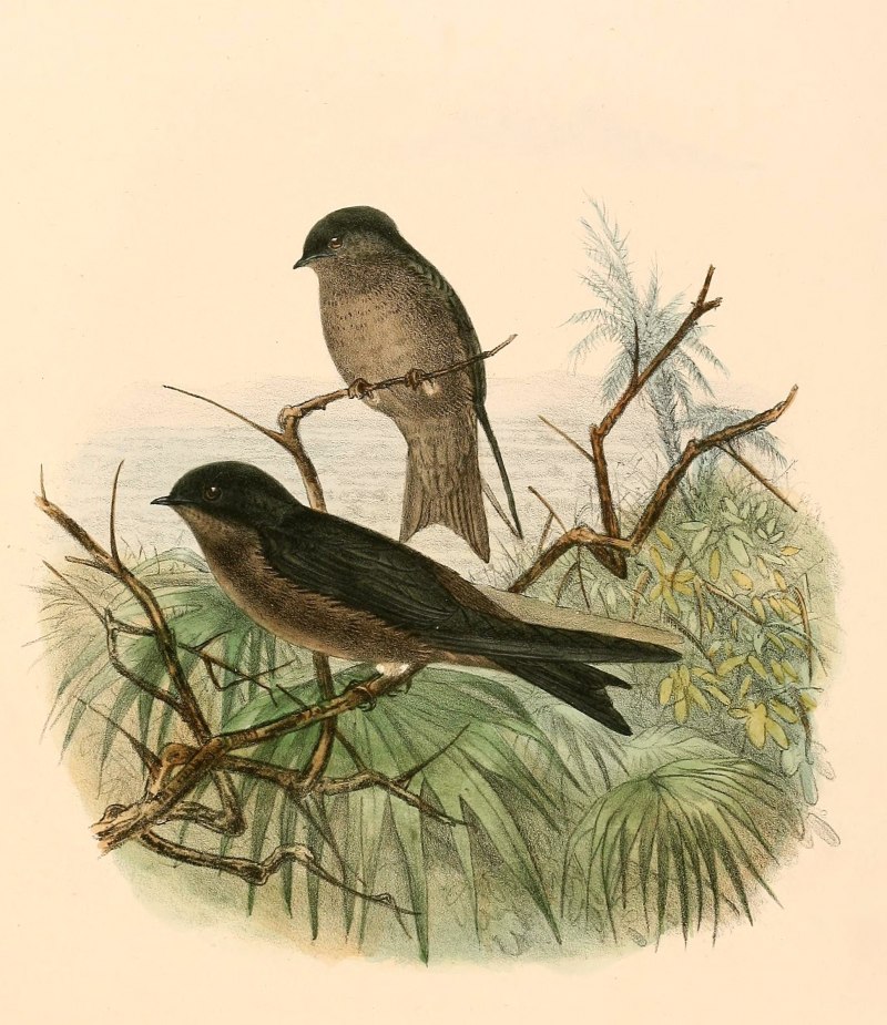 Ночная Ласточка птица