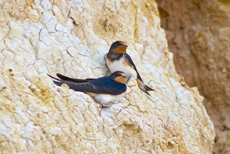 Андская Ласточка