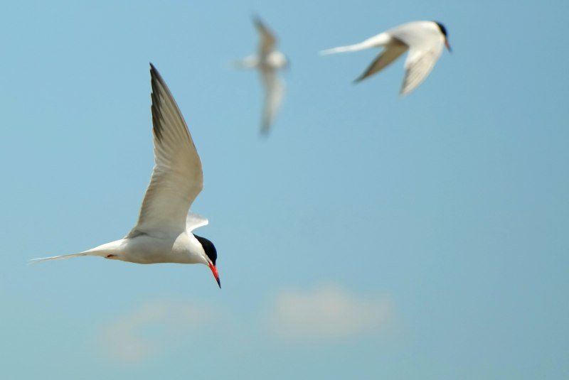 Белый листочек