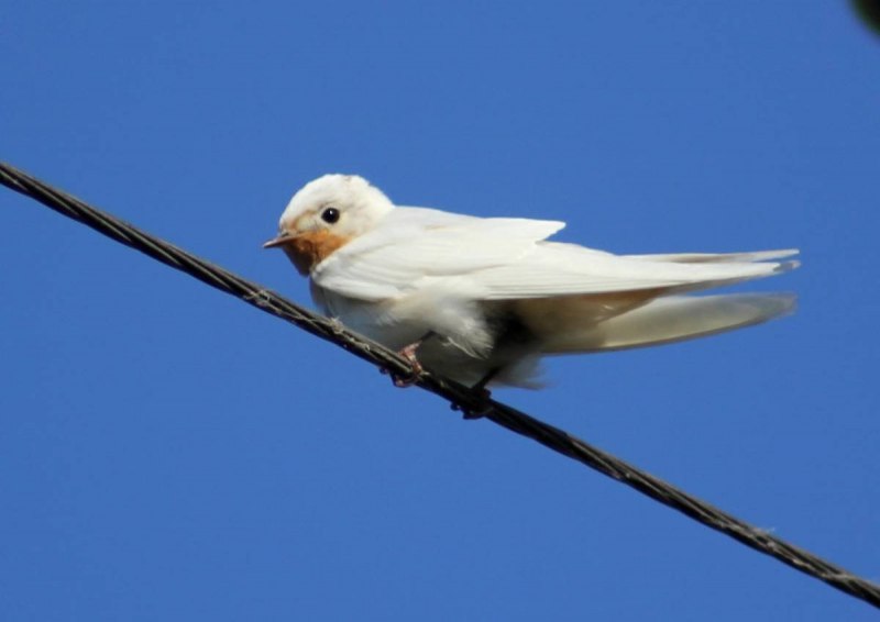 Птица Ласточка альбинос