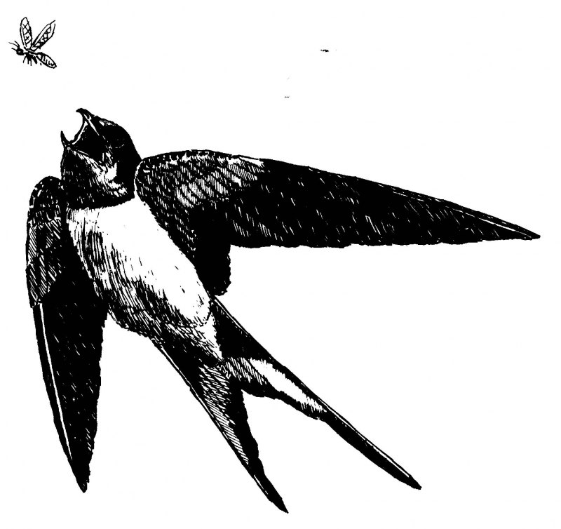 Ласточка рисунок