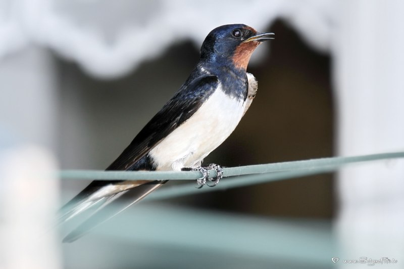 Ласточка Национальная птица Эстонии