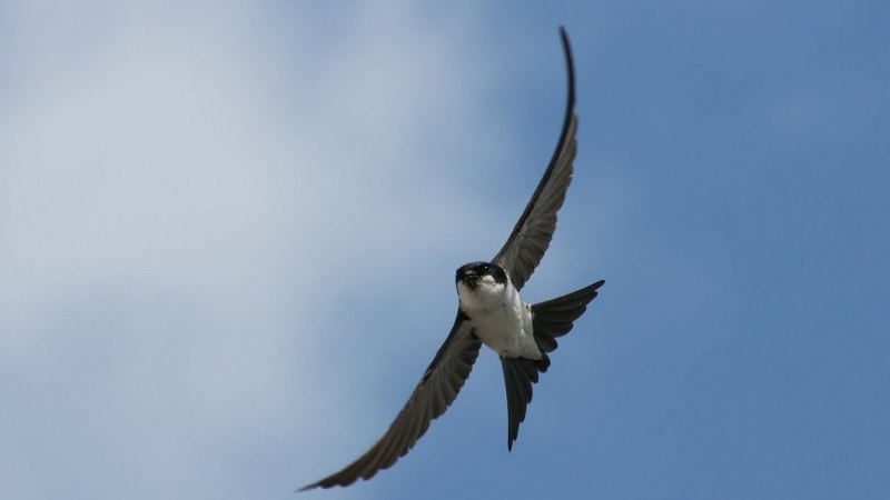 Воробей альбинос птица