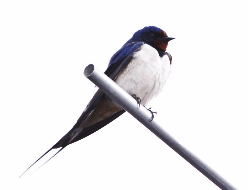 Ласточка птица