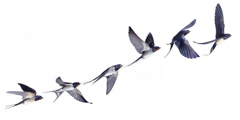 Перелетные птицы на прозрачном фоне