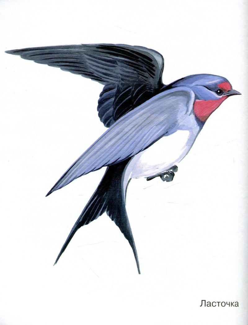 Амбарная Ласточка