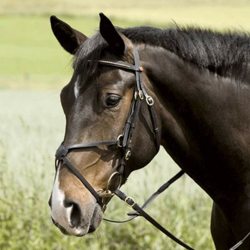 Оголовье Киффер