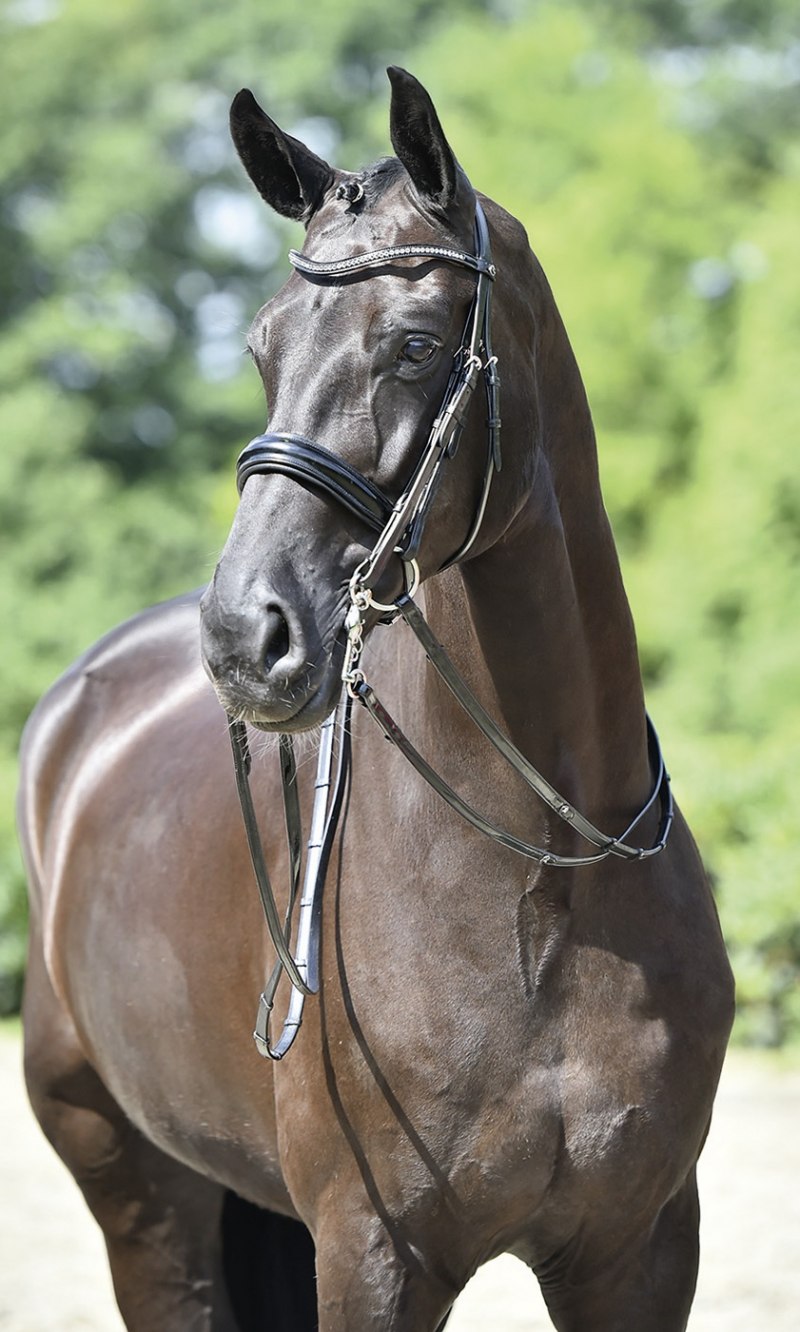 Мундштучная уздечка