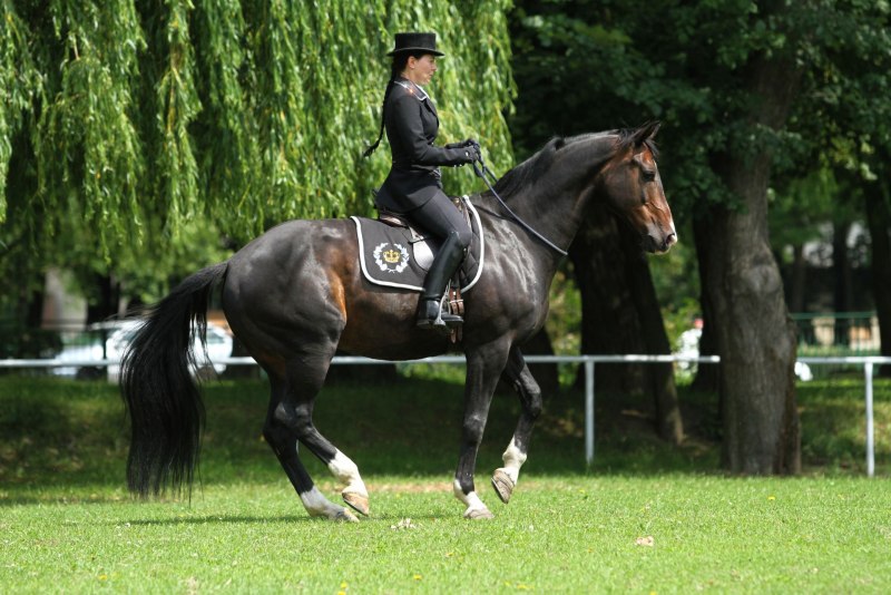 Выездка на кордео