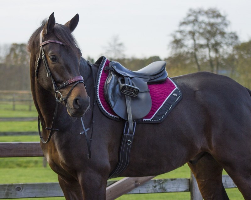 Уздечка QHP