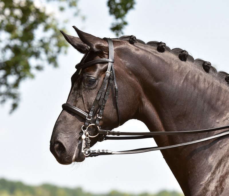 Мундштучная уздечка для лошади