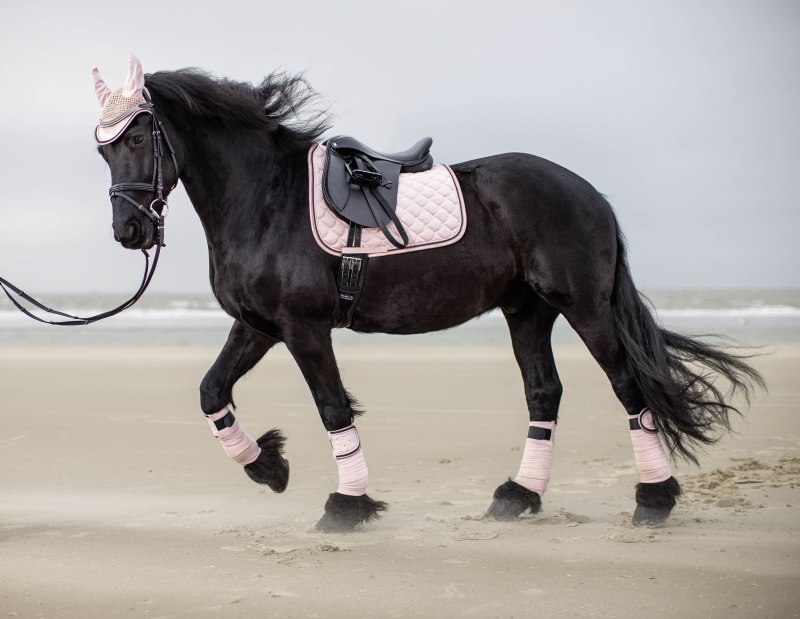 Выездка конный вальтрап