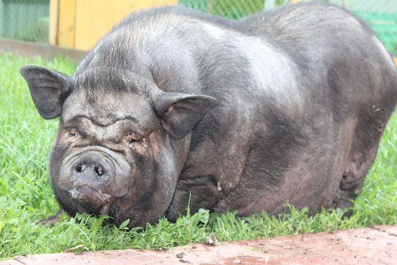 Вьетнамская вислоухая Свинка