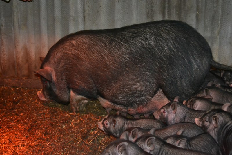 Вьетнамский вислобрюхий поросенок