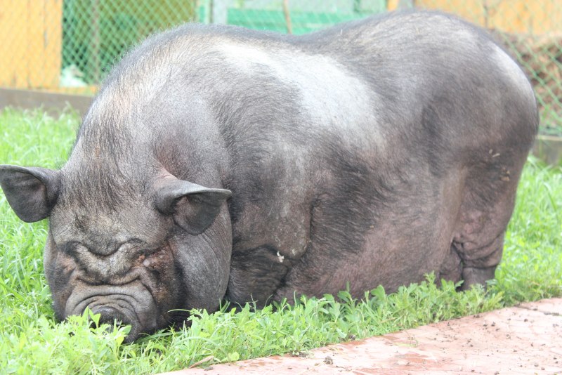 Вьетнамская вислоухая свинья