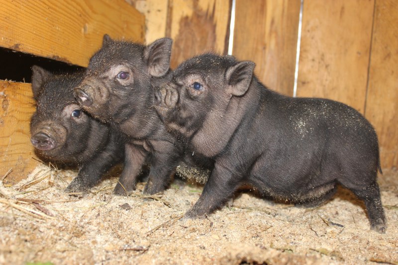 Вьетнамский вислобрюхий поросенок