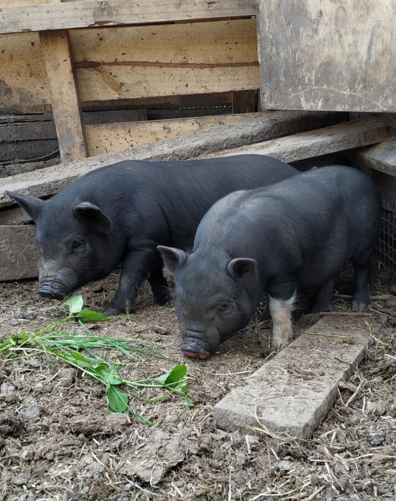 Вислобрюхие поросята вьетнамской породы