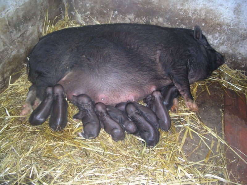 Вьетнамские поросятки