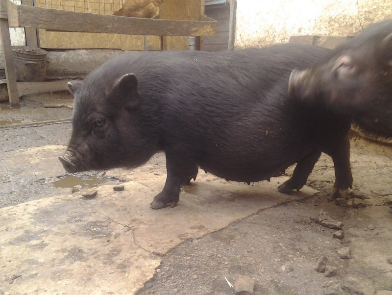 Вьетнамская вислобрюхая порода мини