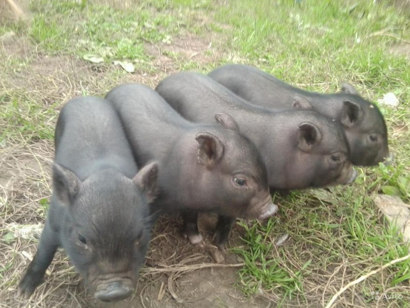 Черная вислобрюхая свинья