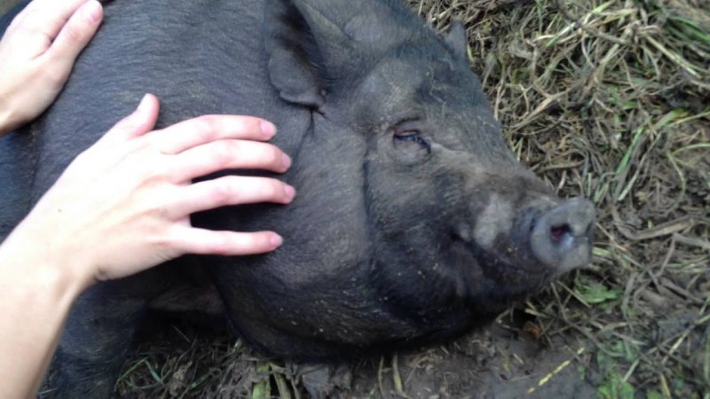 Вьетнамская вислобрюхая порода