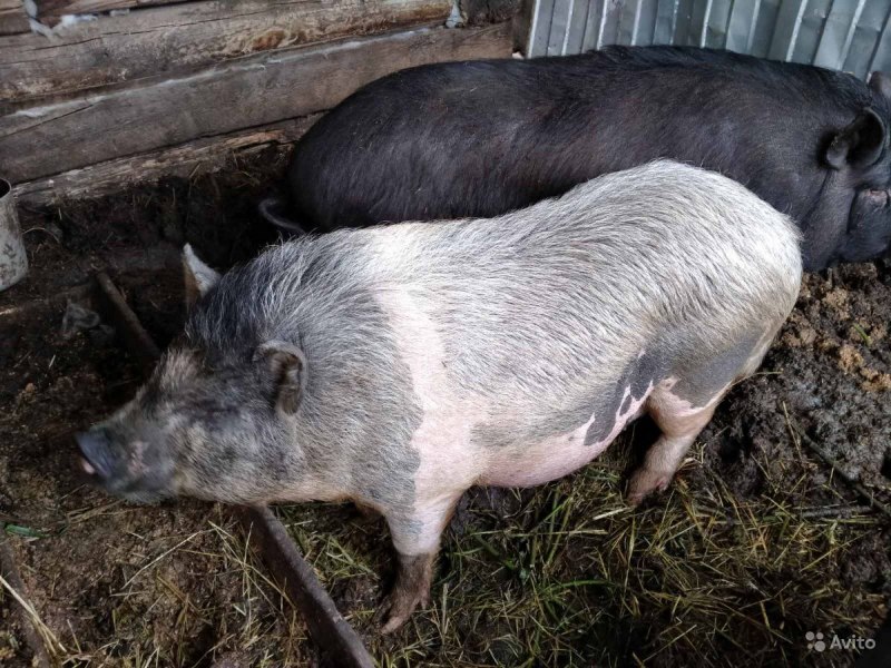 Вьетнамская свинья год