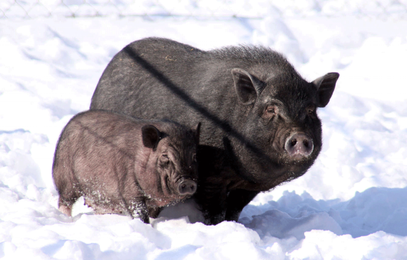 Вьетнамские вислобрюхие поросята 2 месяца