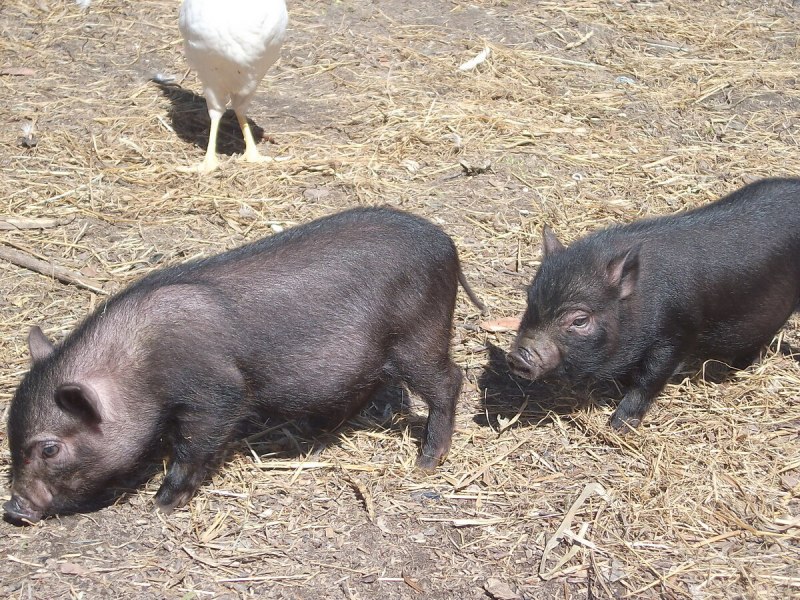 Вьетнамские поросята пятнистые