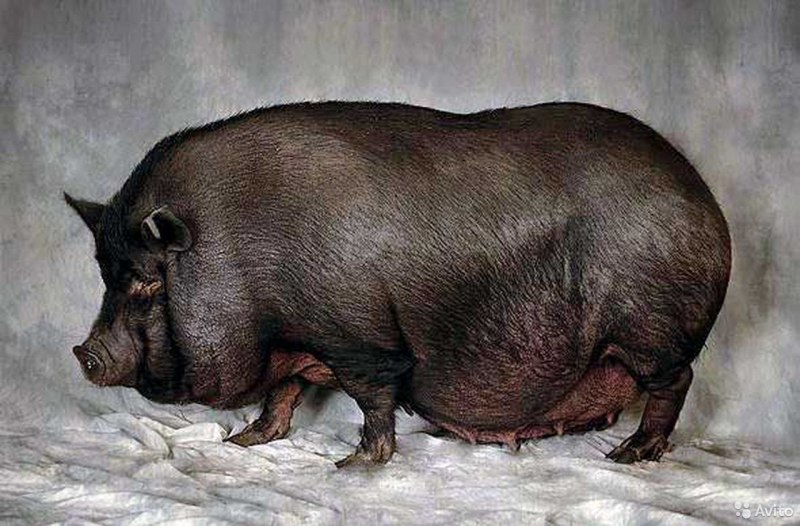 Карликовая вислобрюхая свинья
